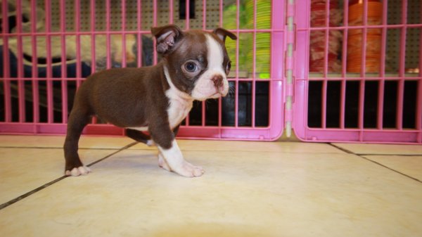Rare Red Boston Terrier Puppies for sale in at