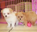 Low Shedding Malti Pom Puppies for sale in Georgia