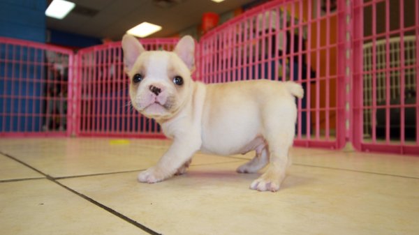 Cream French Bulldog Puppies For Sale in at