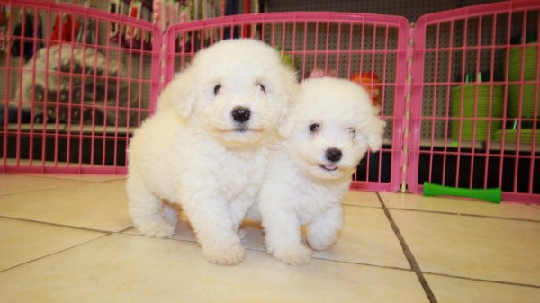 Puppies For Sale Local Breeders Adorable Bichon Frise