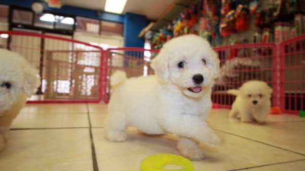 Puppies For Sale Local Breeders Adorable Bichon Frise