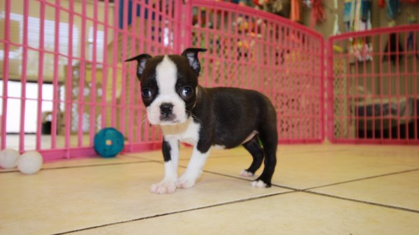 Puppies For Sale Local Breeders Adorable Boston Terrier
