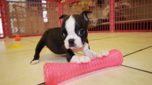 Adorable Boston Terrier Puppies For Sale in Ga at