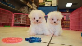 Teacup Maltese Puppies For Sale near Valdosta, Ga