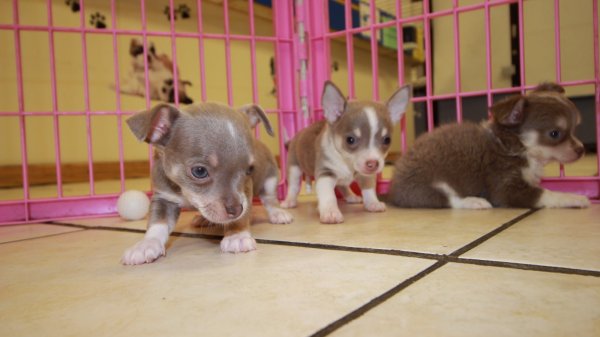 Long Hair Blue Fawn Chihuahua Puppies For Sale In