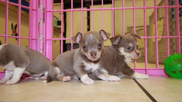Long Hair Blue Fawn Chihuahua Puppies For Sale In