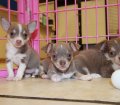 Long Hair Blue Fawn Chihuahua Puppies For Sale In Georgia