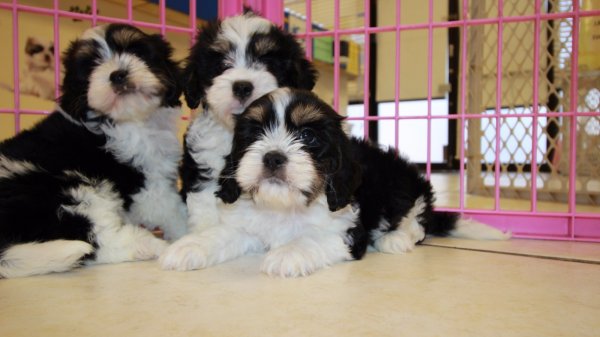 Puppies For Sale Local Breeders Adorable Tri Color