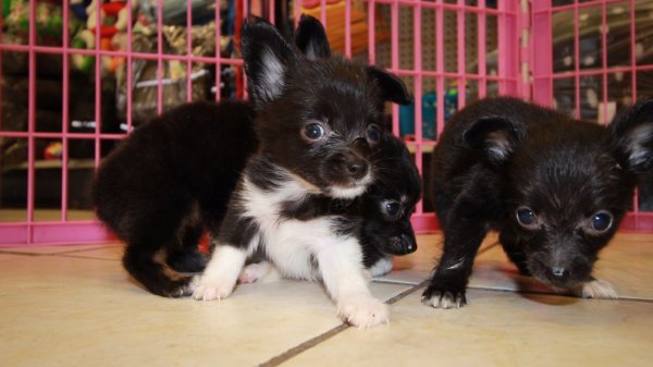 Chion Puppies For Sale, Georgia Local Breeders, Near ...