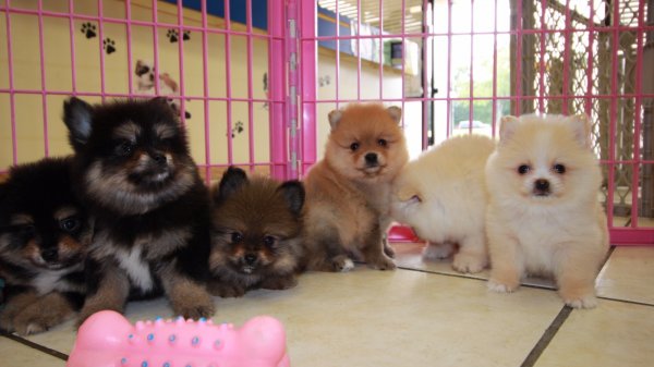 Gorgeous Pomeranian Puppies For Sale, Georgia Local ...