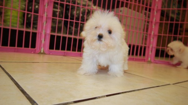 Cute Teacup Maltese Puppies For Sale, Local