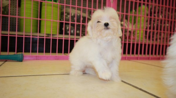 Cute Teacup Maltese Puppies For Sale, Local