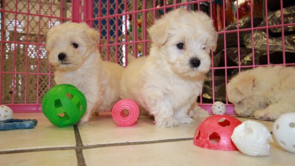 Beautiful Maltipoo Puppies For Sale, Local