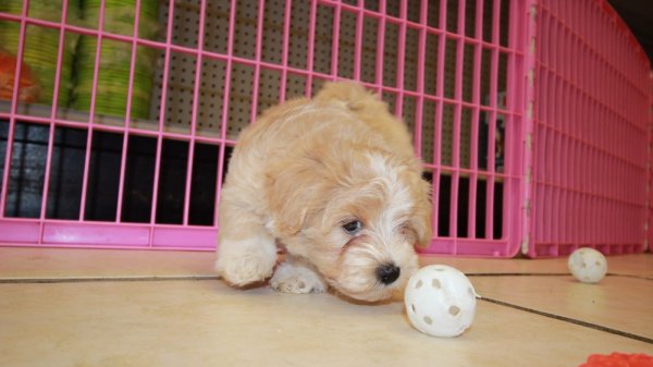 52 Top Pictures Cavapoo Puppies Near Georgia : Pin on Cockapoo puppies