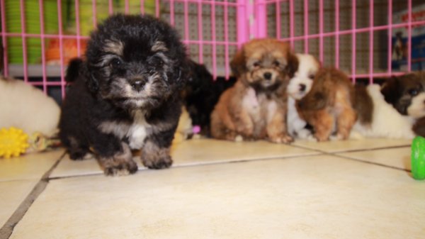 Adorable Havachon puppies for sale, Local Breeders