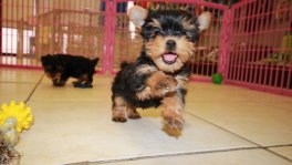 Teacup Toy Yorkie Puppies For Sale near Martinez, Ga