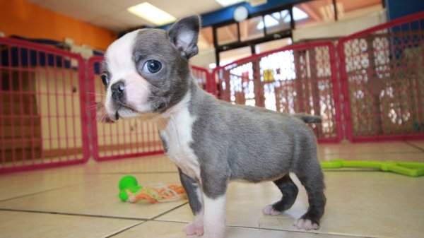 Rare Blue Boston Terrier Puppies For Sale