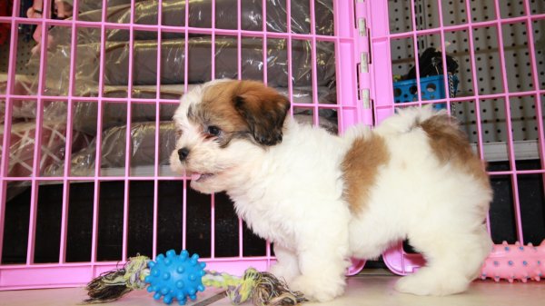 teddy bear puppies for sale