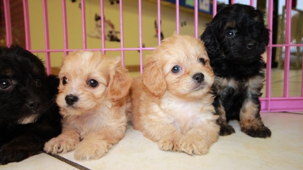 Puppies For Sale Local Breeders Cuddly Cavapoo Puppies For Sale Georgia Local Breeders Near Atlanta Ga At Puppies For Sale Local Breeders