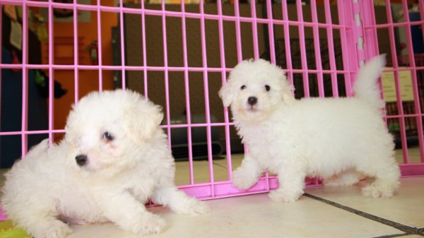 Happy Bichon Frise Puppies For Sale, Local