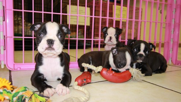 Puppies For Sale Local Breeders Happy Little Boston