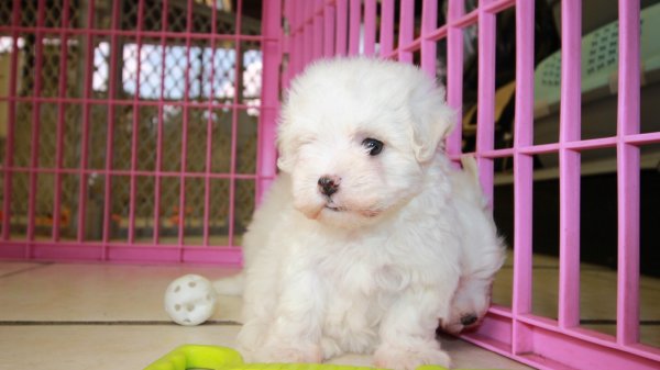 Teacup Maltese Puppies For Sale near Warner Robins, Ga at