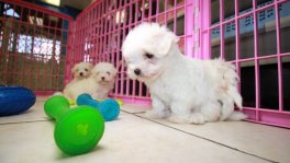Teacup Maltese Puppies For Sale near Warner Robins, Ga