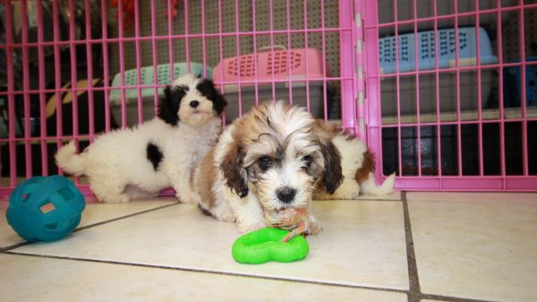 Beautiful Little Cavachon Puppies For Sale, Georgia Local ...
