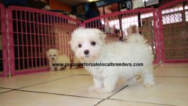 Teacup Maltese Puppies For Sale near Albany, Ga