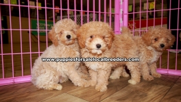 Toy Poodle Puppies For Sale Georgia