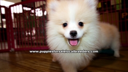 Cream Pomeranian Puppies For Sale Georgia
