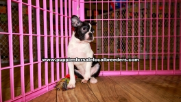 Boston Terrier Puppies for sale Atlanta Ga
