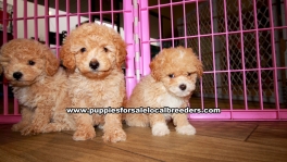 Apricot Toy Poodle Puppies for sale Ga