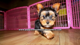 Yorkie Puppies for sale Atlanta Ga