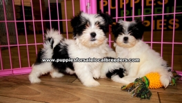 Morkie Puppies For Sale Georgia Atlanta