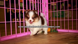 Pomeranian Puppies for sale Atlanta Ga