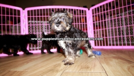 Merle Schnoodle Puppies For Sale Georgia