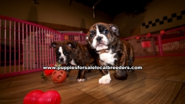 Brindle English Bulldog Puppies For Sale Georgia