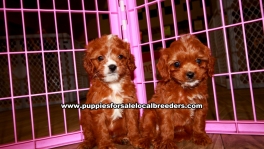 Cavapoo Puppies For Sale Georgia
