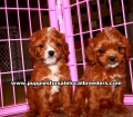 Cavapoo Puppies For Sale Georgia