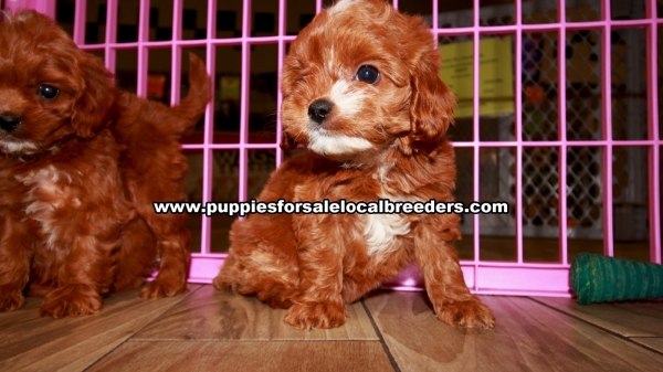Cavapoo Puppies For Sale Georgia at Lawrenceville ...