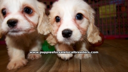 Cavachon Puppies For Sale Georgia