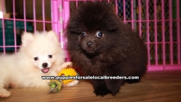 Little Pomeranian Puppies For Sale Georgia