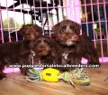 Chocolate Mini Schnauzer Puppies For Sale Georgia Atlanta