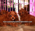 Tiny Cavapoo Puppies For Sale Georgia