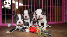 Small Blue Boston Terrier Puppies For Sale Georgia