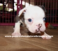 Small Blue Boston Terrier Puppies For Sale Georgia