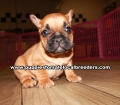 Small French Bulldog Puppies For Sale Georgia
