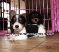 Long Hair Mini Dachshund Puppies For Sale Georgia