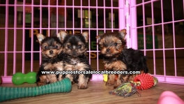 Little Yorkie Puppies For Sale Georgia